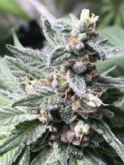 Descojack - картинка 4