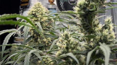 Patagonia - картинка 4