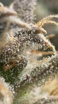 Wedding Glue Auto - картинка 6