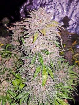 Mendocino Purple Kush - картинка 4