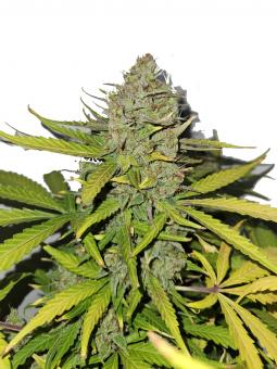 Sugar Black Rose Auto - картинка 1