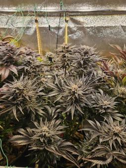 Northern Light Blue - картинка 3