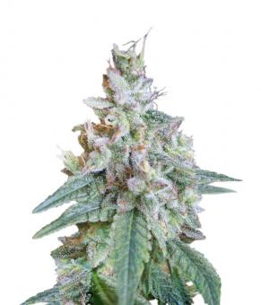 Cream Caramel - картинка 1