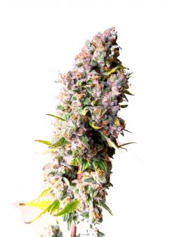 Sunday Punch - картинка 1