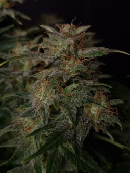 Lowryder autoreg (IBL) - картинка 4