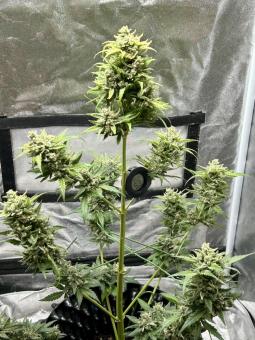 Pound Cake Auto - картинка 5