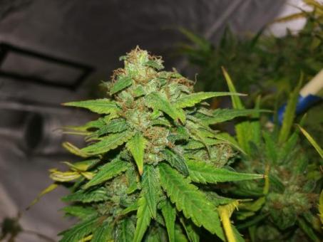 Creamy Kees - картинка 6