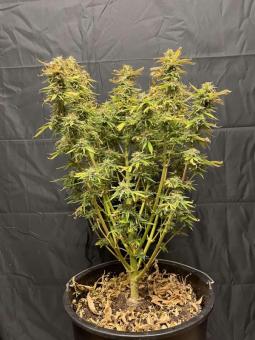 Auto Jack - картинка 2