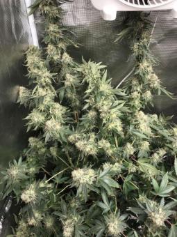 HiFi 4G - картинка 4