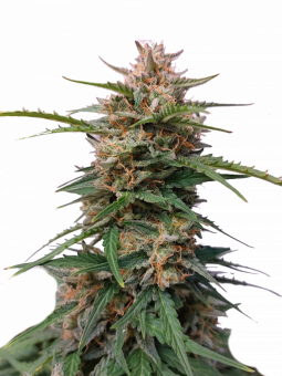 Auto Kerosene Krash - картинка 7