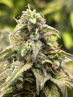 Trainwreck Auto - картинка 2