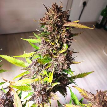 Crystal Meth Auto - картинка 5