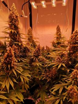 Serious Happiness - картинка 2