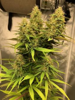 Delicious Candy Auto  - картинка 2