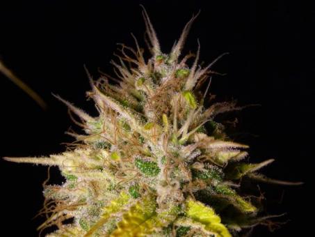 Sweet Cherry Pie - картинка 3