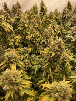 Californian Gold - картинка 2