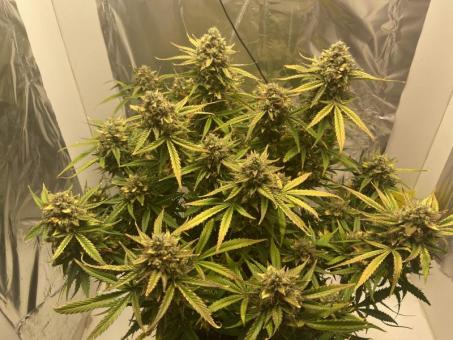 Wembley - картинка 2