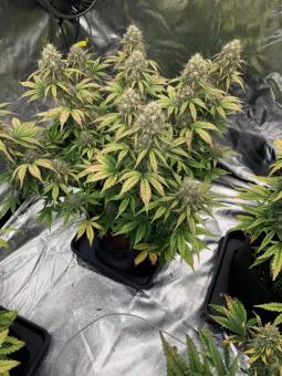 Blueberry Auto - картинка 6