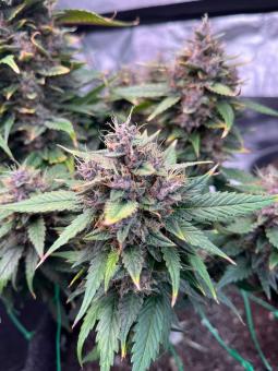 Purple Lemonade FF - картинка 2