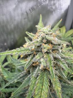 Jack Herer Auto - картинка 2