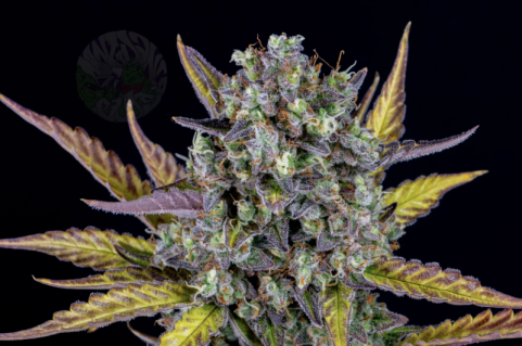 Wedding Cheesecake Auto - картинка 14