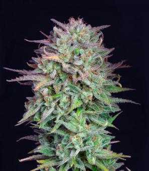 Kosher Cake Auto - картинка 3