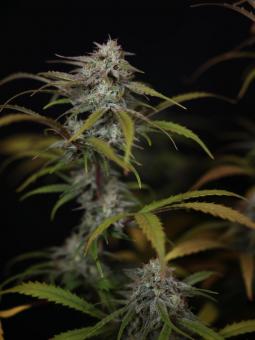 HighCloudZ Auto - картинка 1