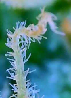 Auto American Pie - картинка 7