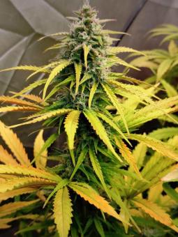 Calamity Jane Auto - картинка 5