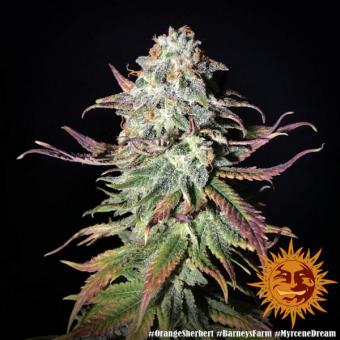 Orange Sherbert - картинка 8