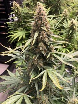 Afghan Kush Auto - картинка 6