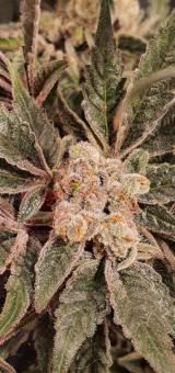 Wonder Pie - картинка 1