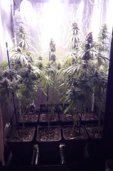 Galaxy CBD - картинка 7