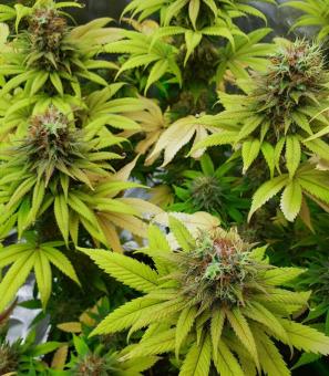 Master Kush Auto - картинка 4