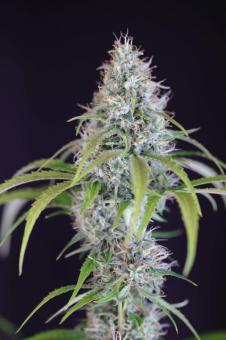 Guava x Gelato 41 Auto - картинка 3