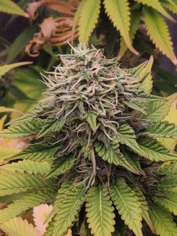 Romulan - картинка 3