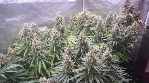 Sweet Valley Kush - картинка 4