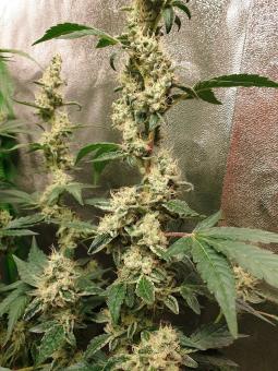 Cookies USA - картинка 3