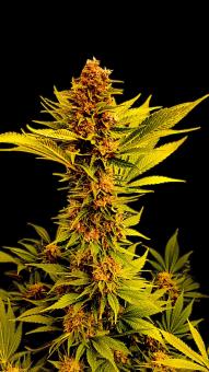 Black Muffin F1 Fast Version - картинка 1