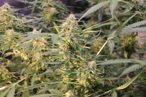 Auto Jack - картинка 7