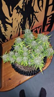 Crystal Candy XL Auto - картинка 5