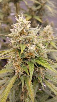 Auto Tutankhamon - картинка 1