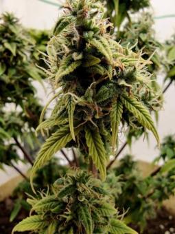 GMO Auto - картинка 3