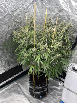 Super Lemon Haze x Pink Cande - картинка 3