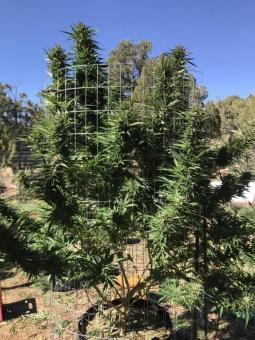 Himalaya Gold - картинка 2