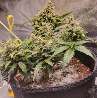 Auto American Pie - картинка 5