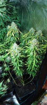 Cookies and Cream - картинка 4