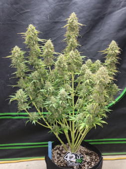 Moby Dick Auto - картинка 3