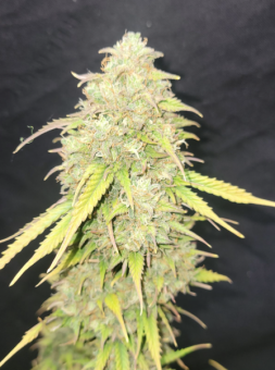 Moby Dick Auto - картинка 4