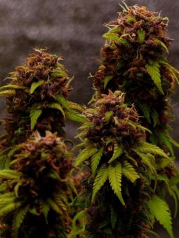 Pineapple Poison - картинка 4